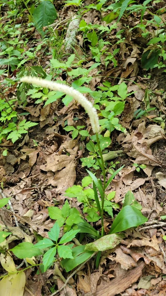 Chamaelirium Luteum