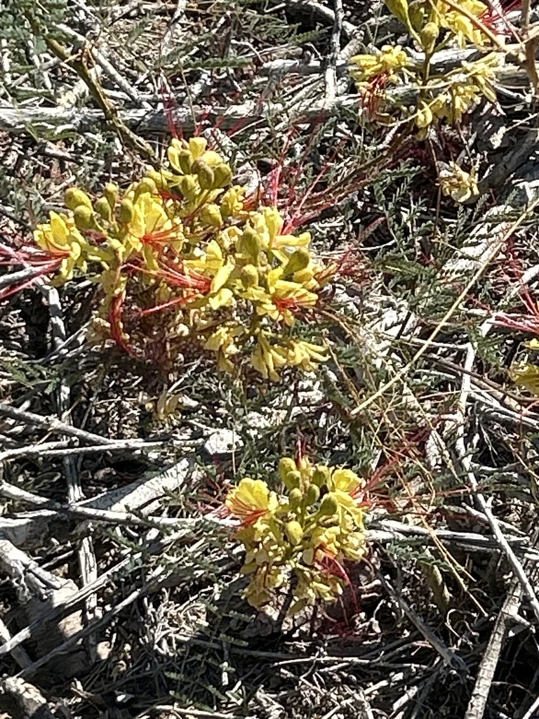 Caesalpinia Gilliesii