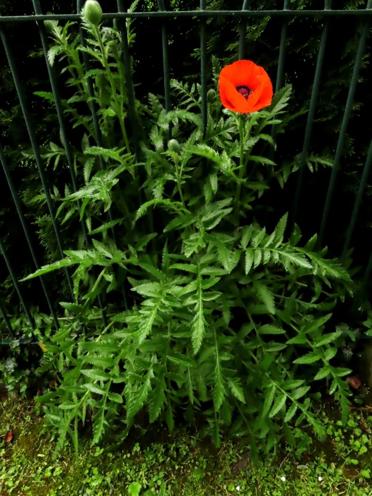 Papaver Orientale