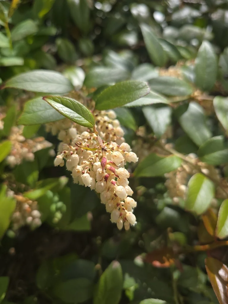 Leucothoe Fontanesiana