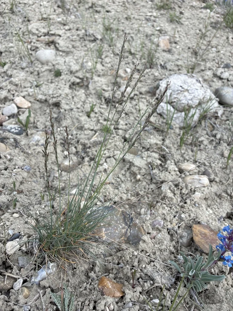 Poa Secunda