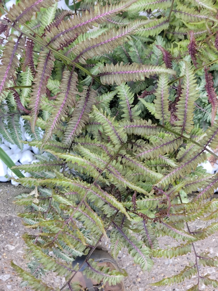 Athyrium niponicum