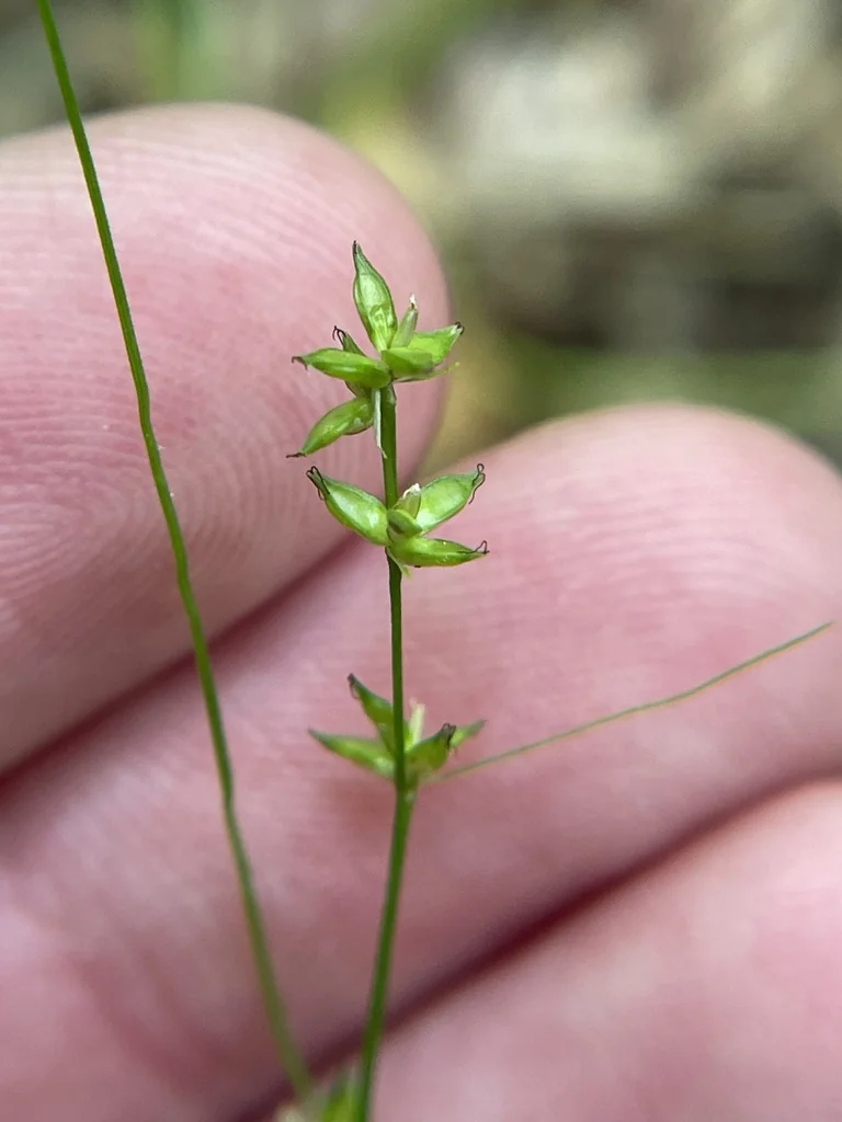 Carex Radiata