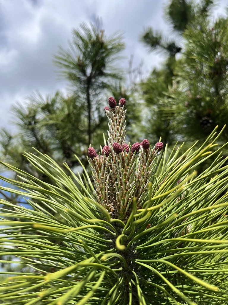 Pinus Thunbergii
