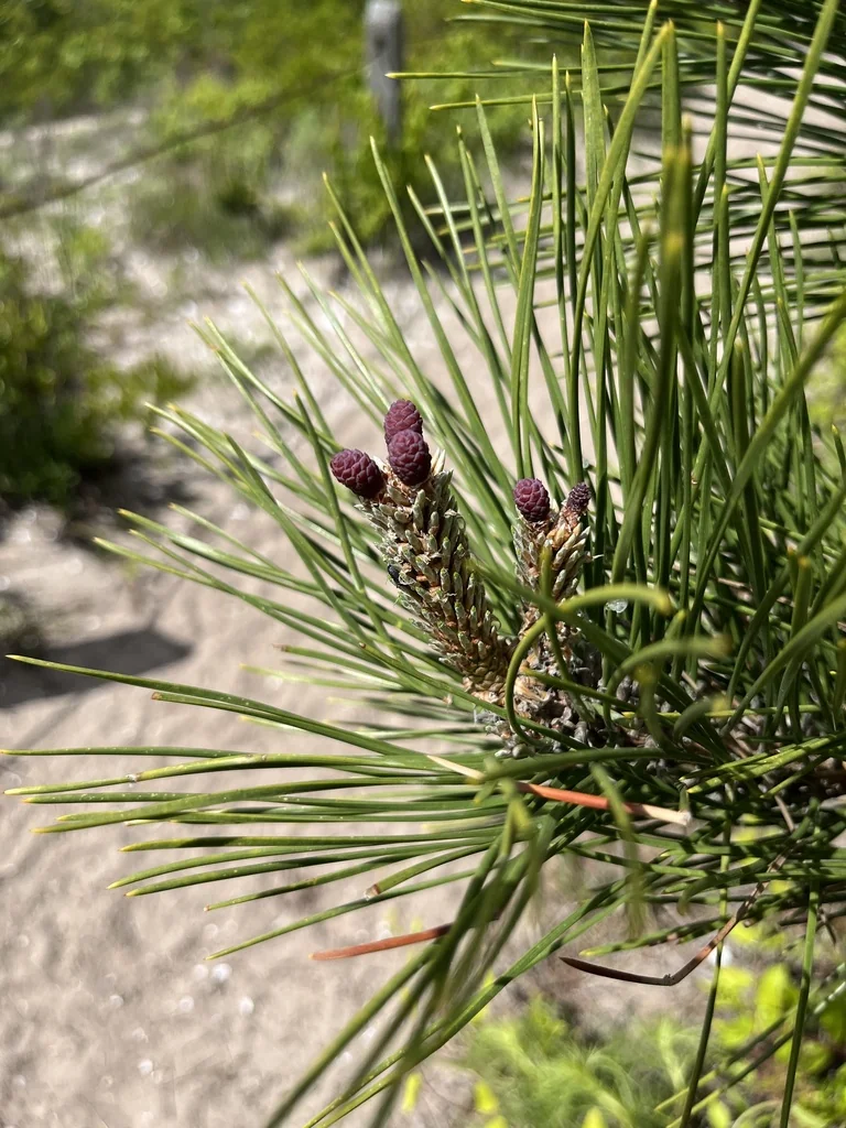 Pinus Thunbergii