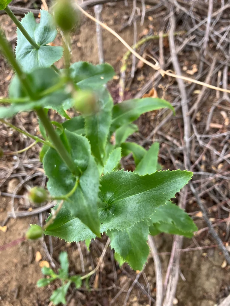 Penstemon Spectabilis