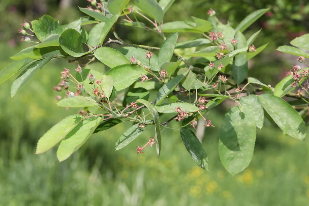 Amelanchier Arborea