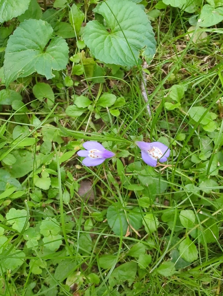 Mazus Reptans