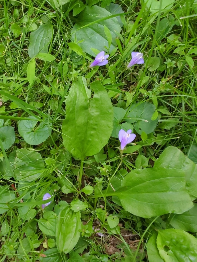 Mazus Reptans