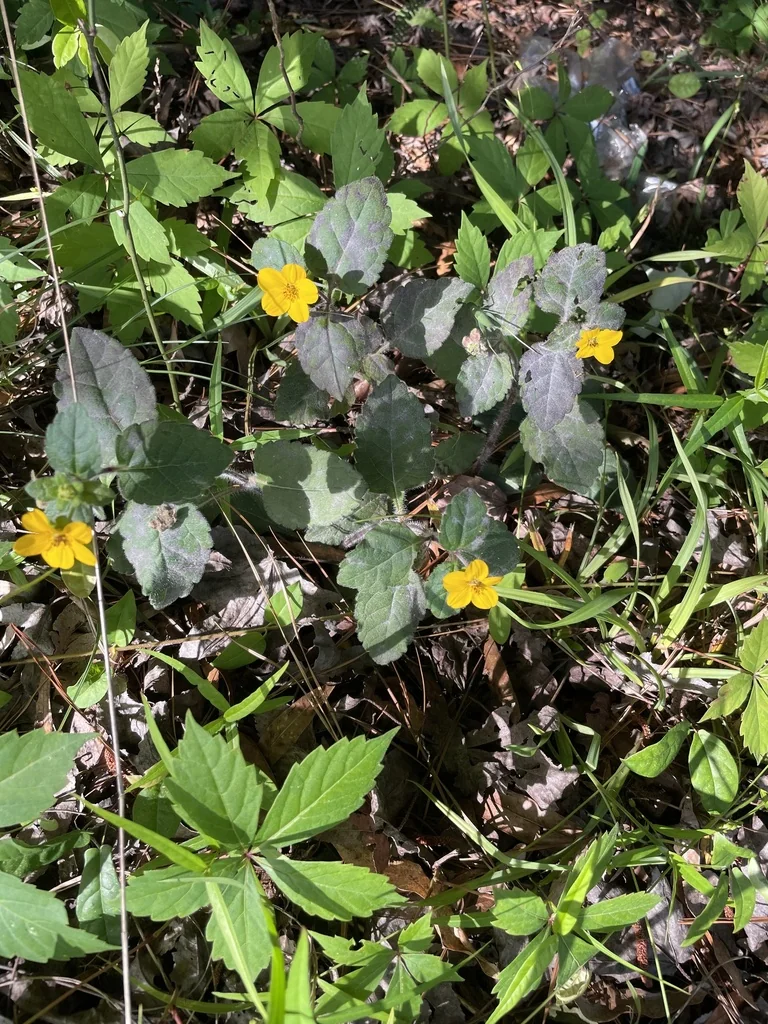 Chrysogonum Virginianum