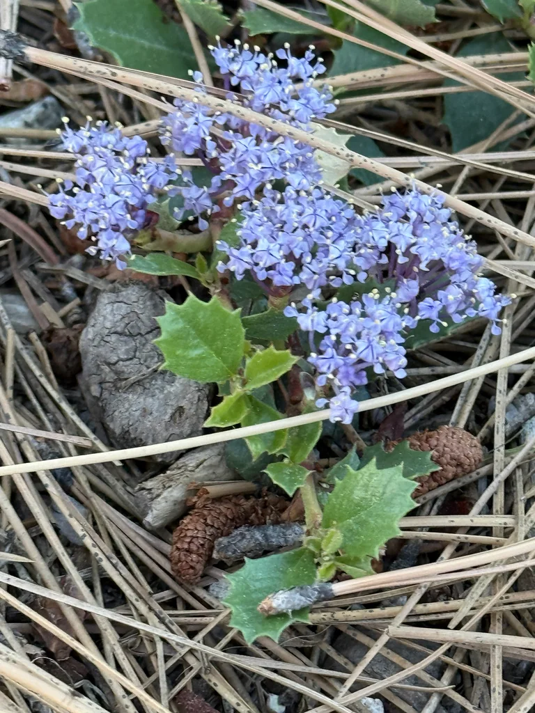 Ceanothus Prostratus