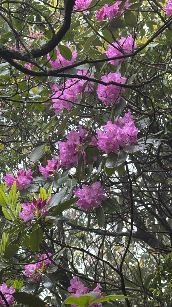 Rhododendron Catawbiense