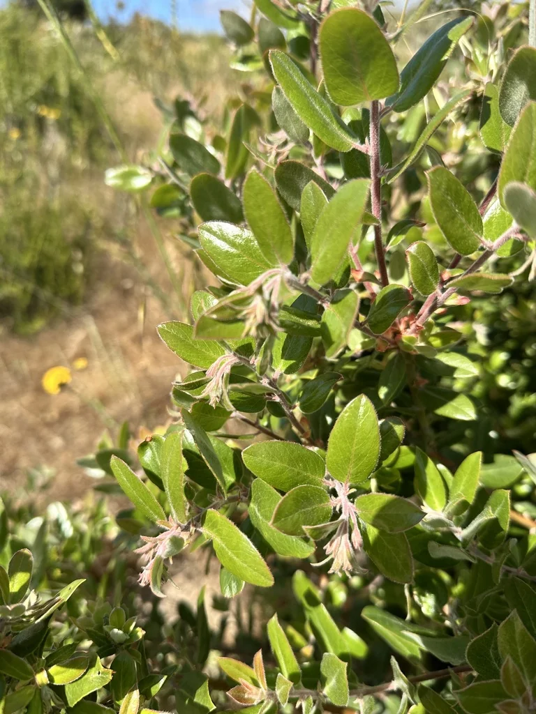 Arctostaphylos Tomentosa