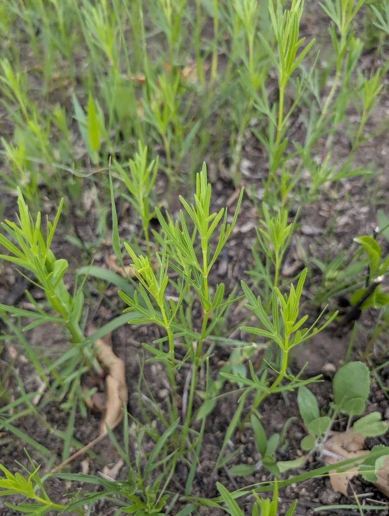 Coreopsis Palmata