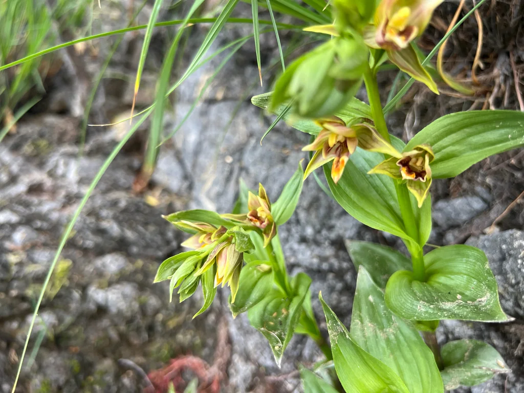 Epipactis Gigantea