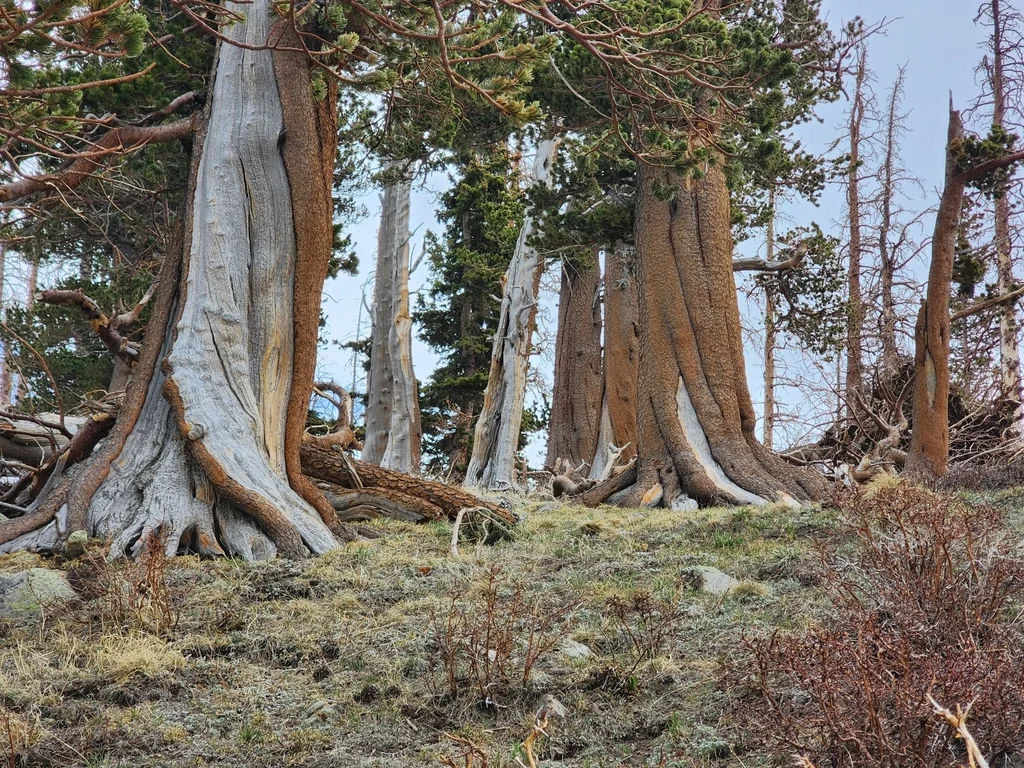 Pinus Aristata