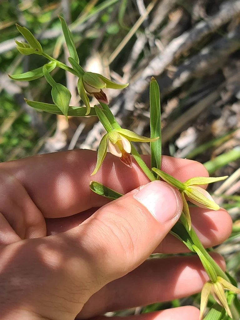 Epipactis Gigantea