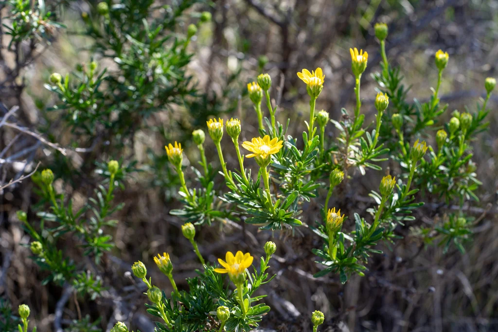 Ericameria Linearifolia