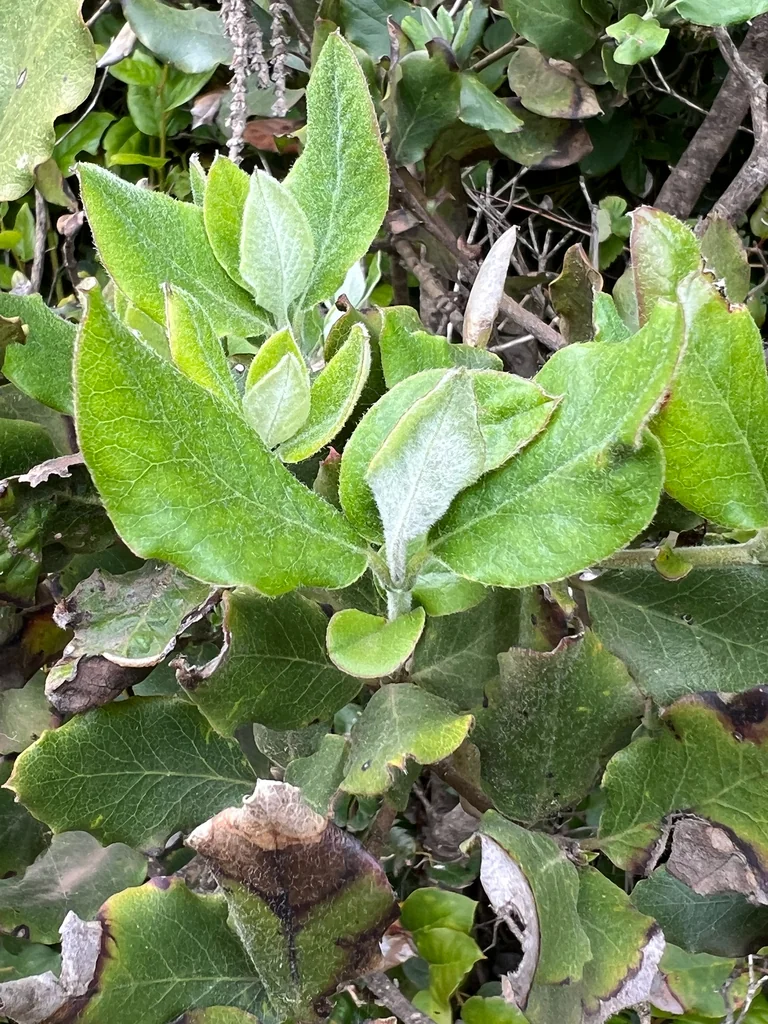 Garrya elliptica