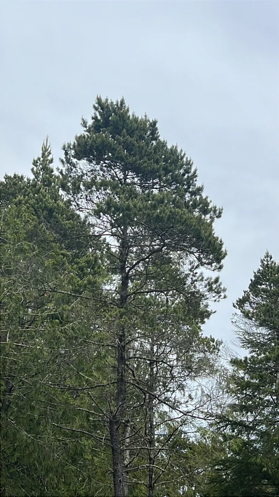 Pinus Contorta Var. Contorta