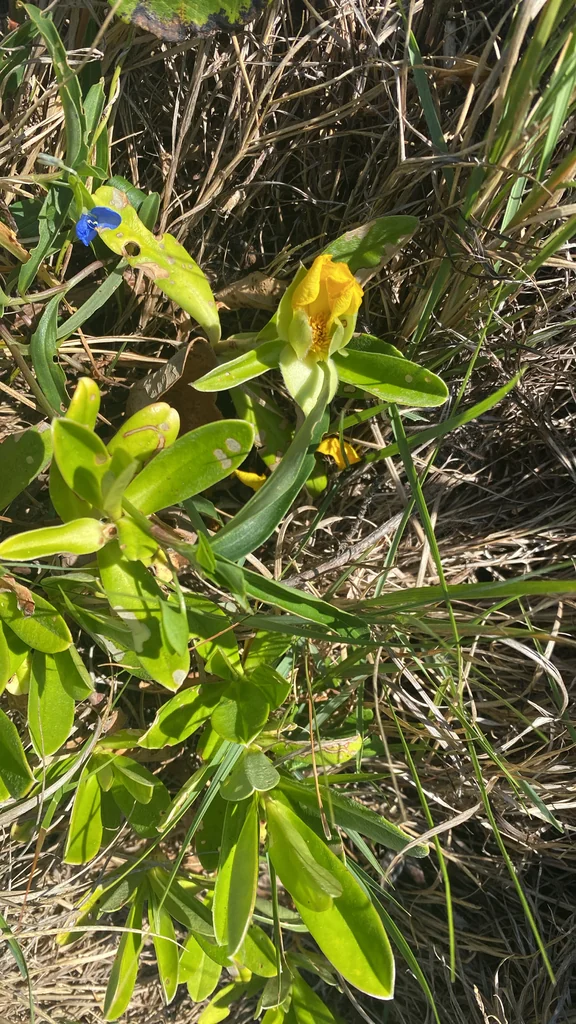Hibbertia Scandens