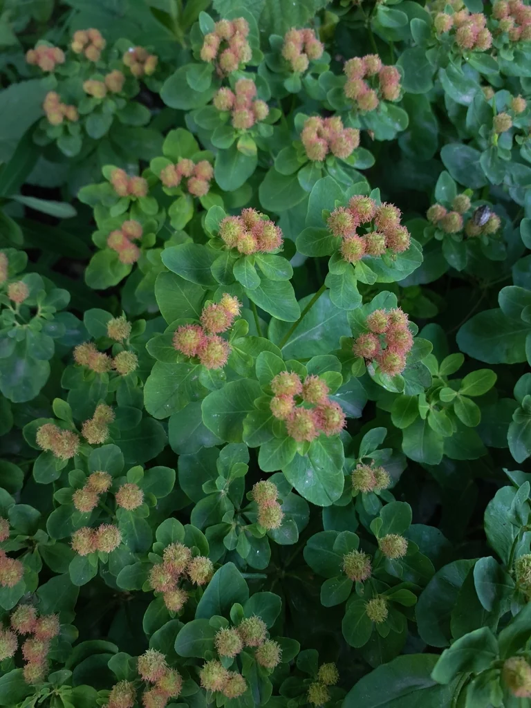 Euphorbia Polychroma