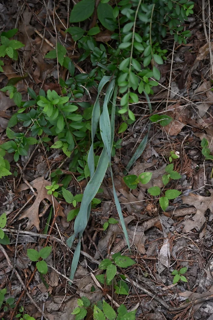 Yucca Pallida