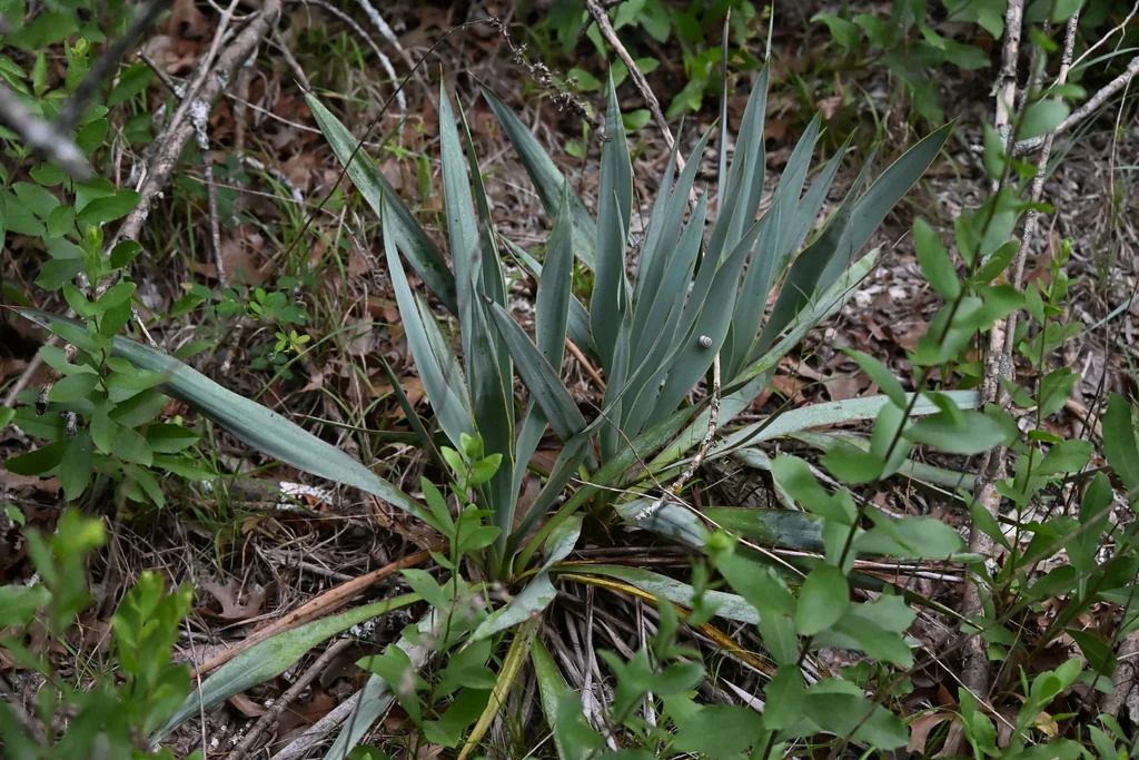 Yucca Pallida