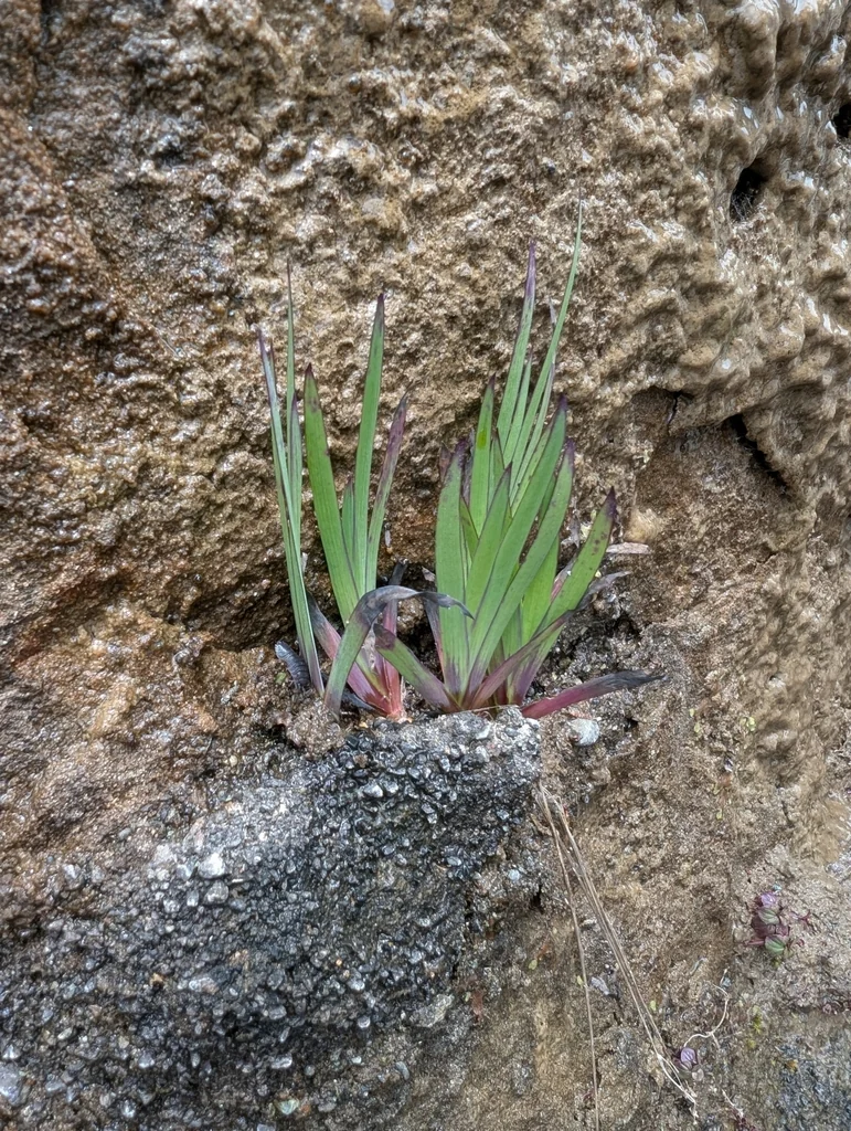 Sisyrinchium Californicum