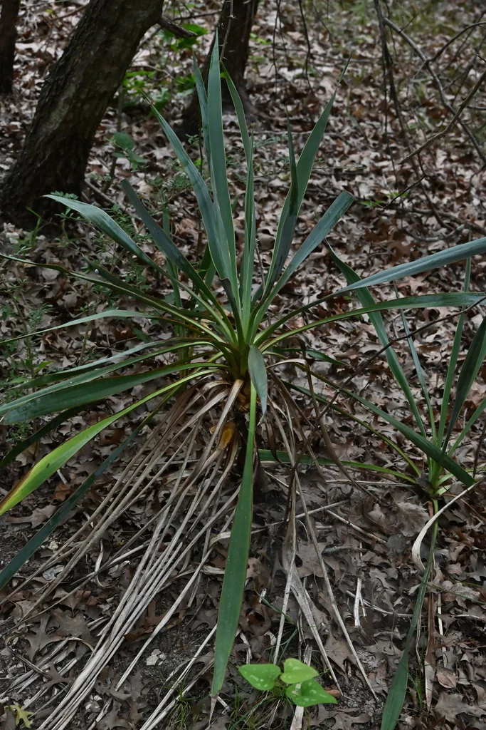 Yucca Pallida