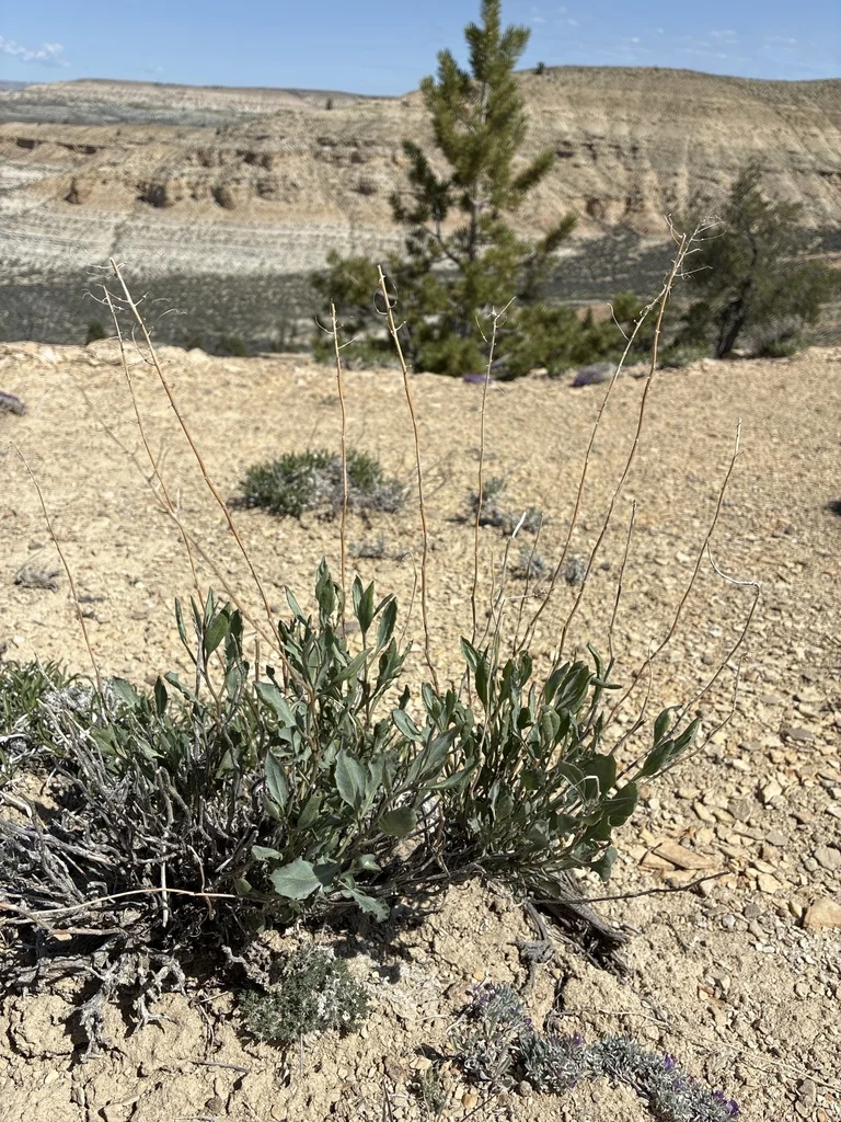 Stanleya Pinnata