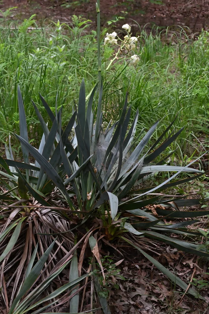 Yucca Pallida