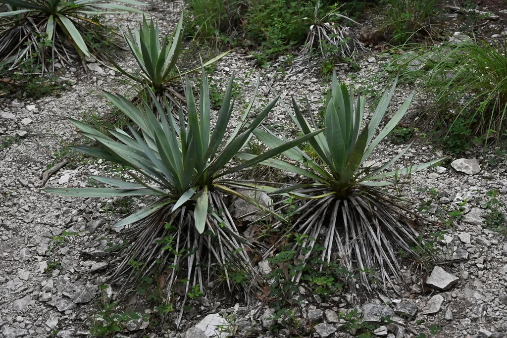 Yucca Pallida