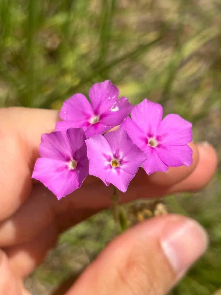 Phlox drummondii