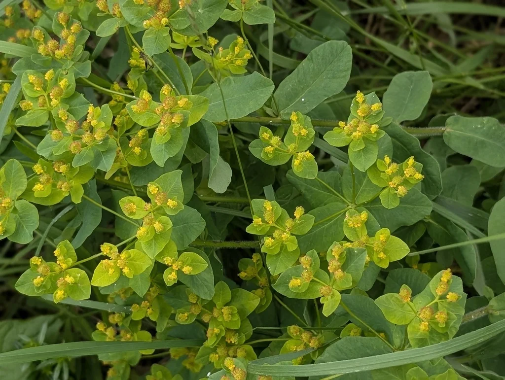 Euphorbia Polychroma