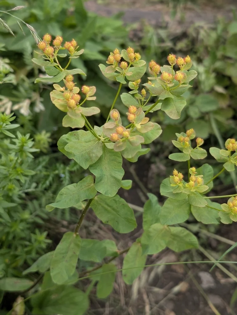 Euphorbia Polychroma