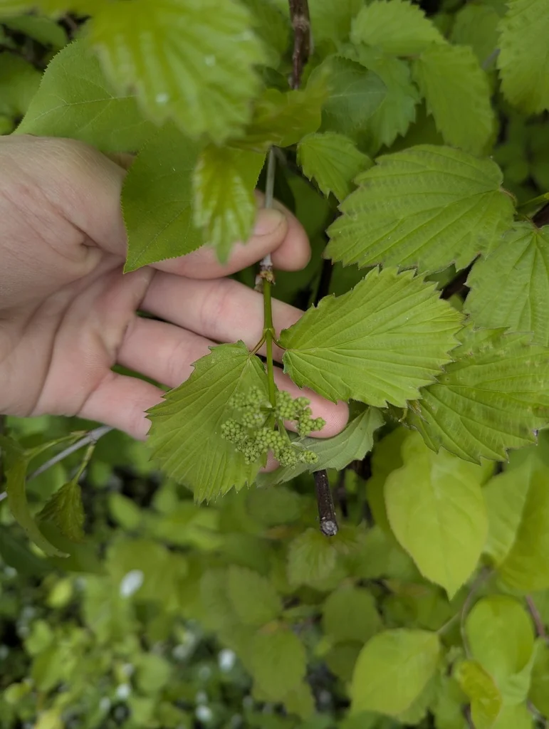 Viburnum Dentatum