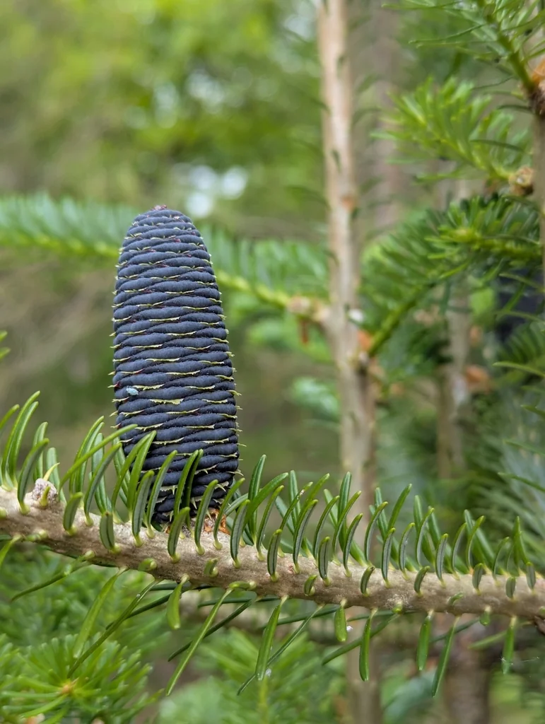 Abies Koreana