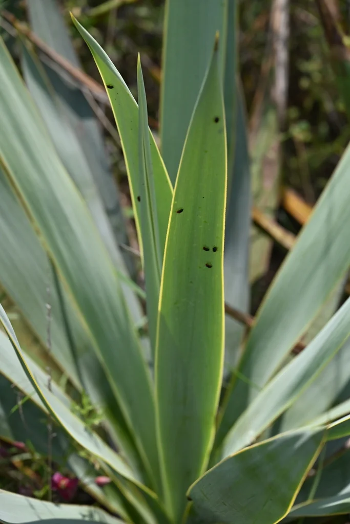 Yucca Pallida