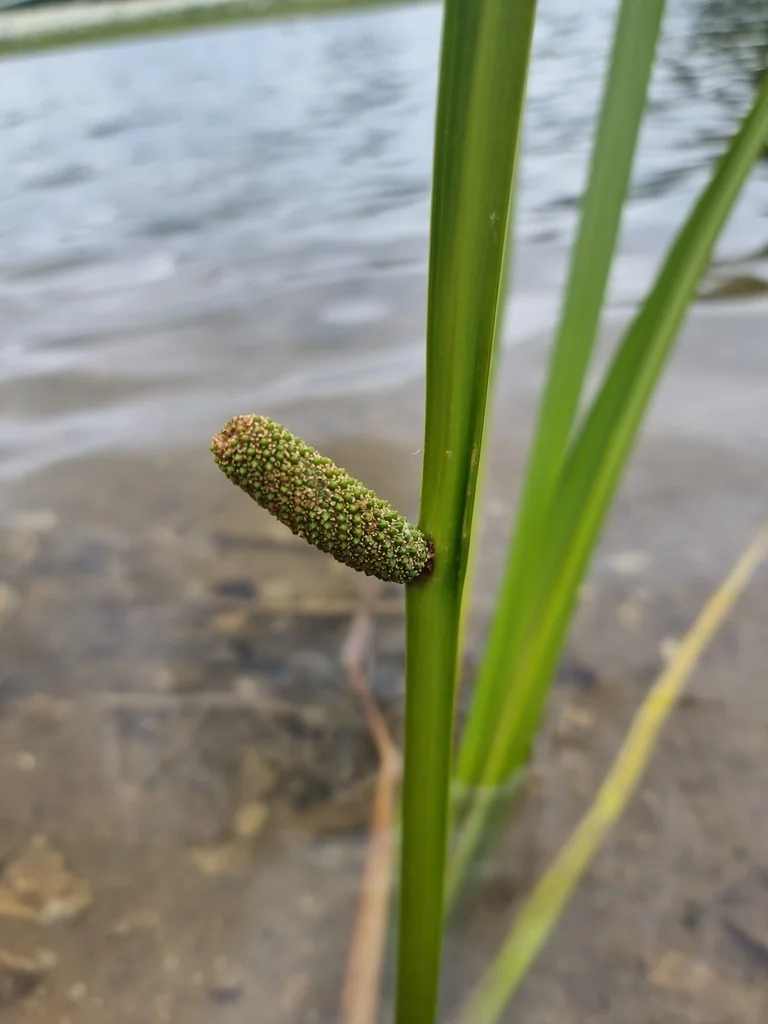 Acorus Calamus
