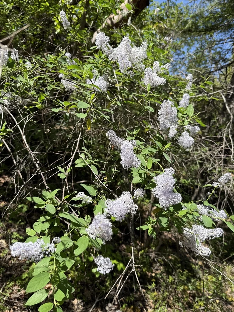 Ceanothus Integerrimus