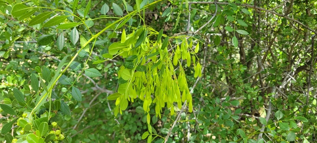 Fraxinus Dipetala