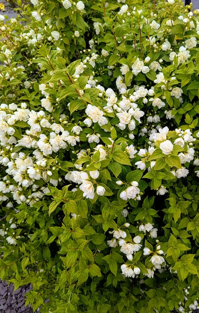 Philadelphus Coronarius