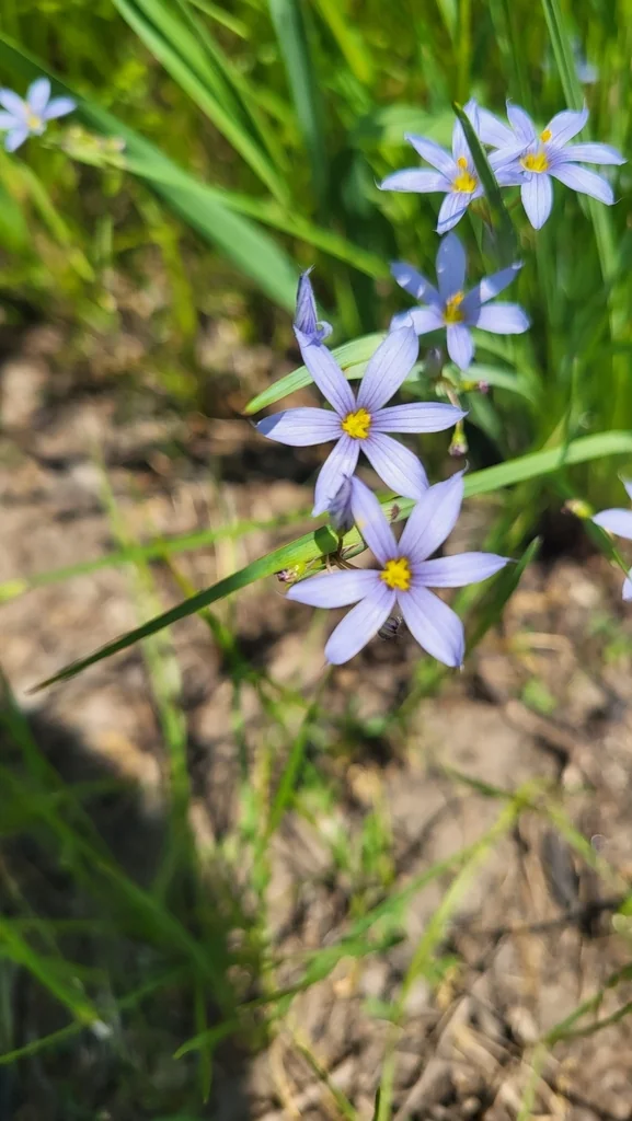 Sisyrinchium Campestre