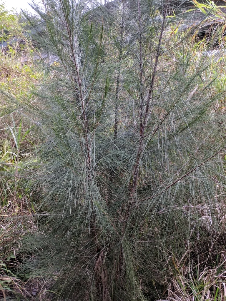 Casuarina Cunninghamiana