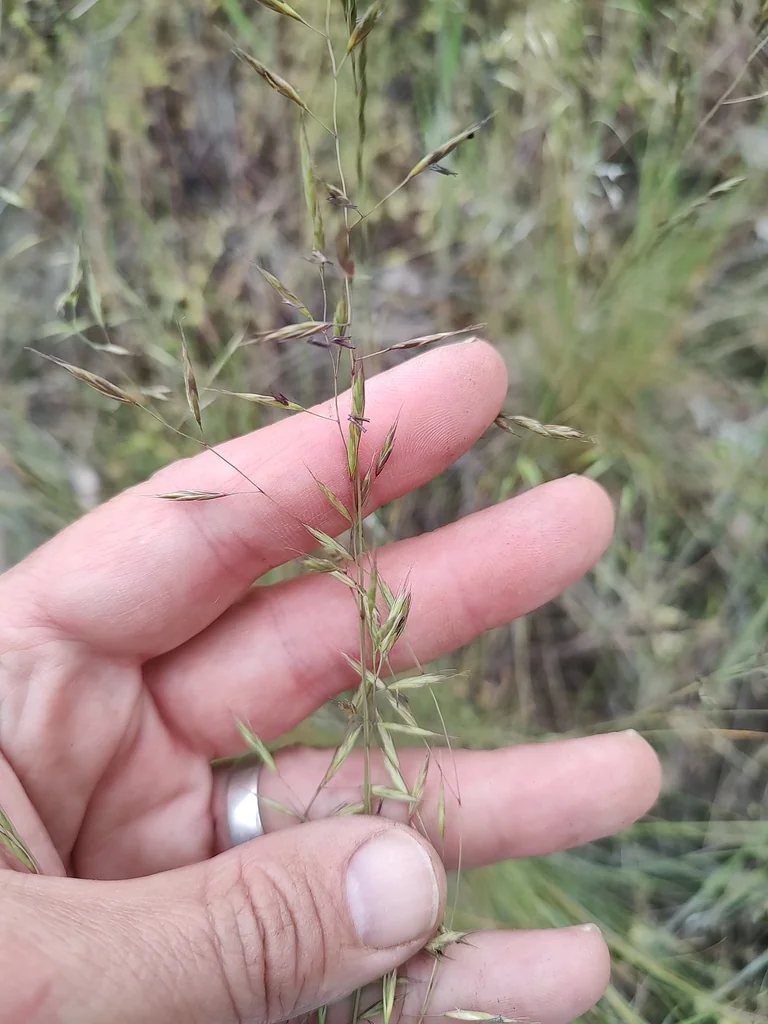 Festuca Idahoensis