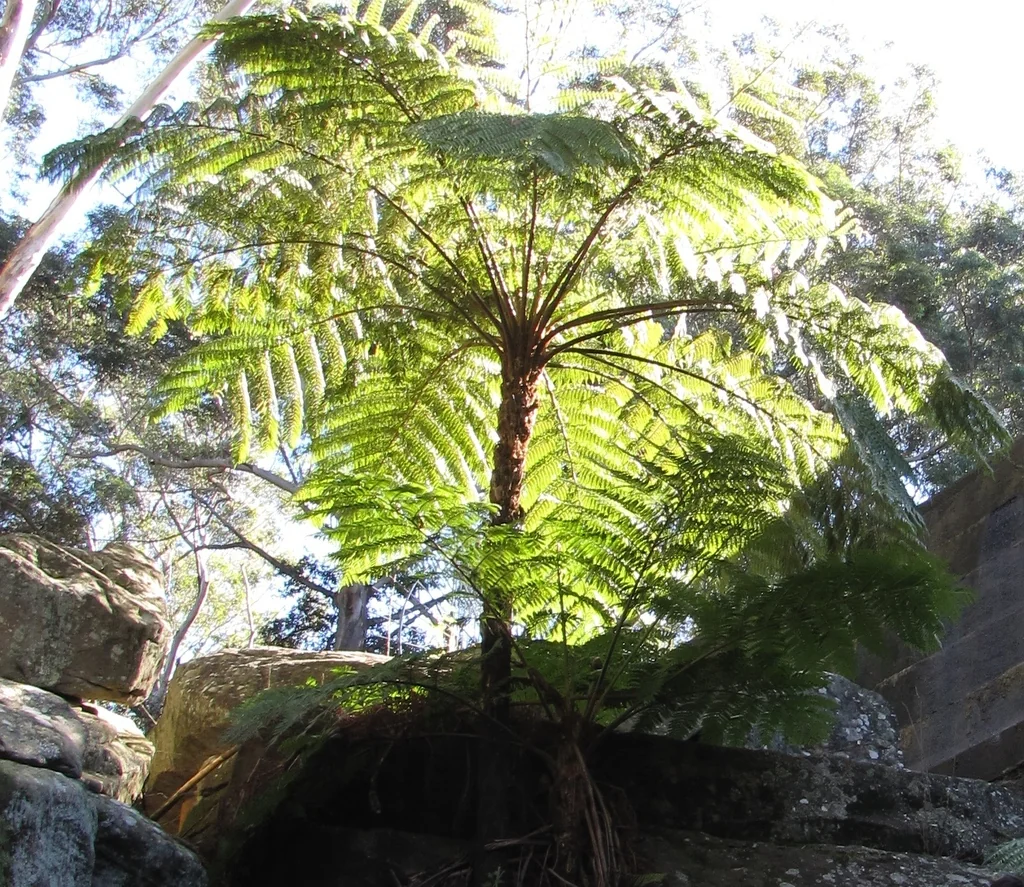 Cyathea cooperi