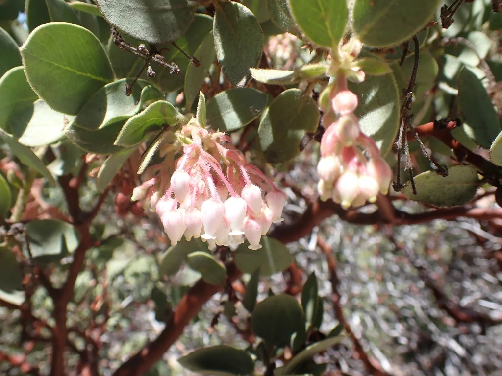 Arctostaphylos Pringlei