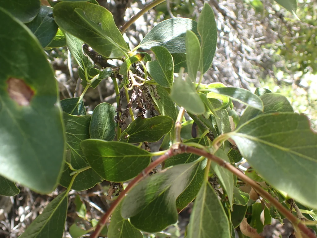 Garrya Fremontii