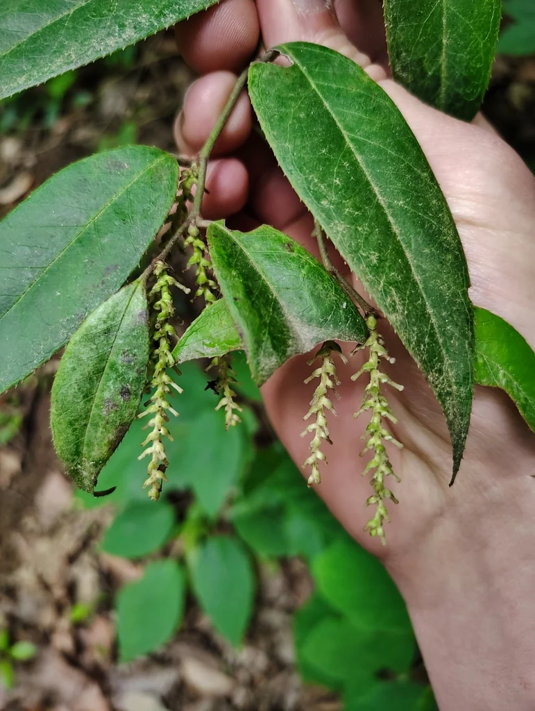 Leucothoe Fontanesiana
